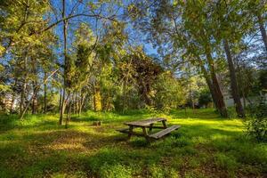 vredig natuurlijk milieu in de Woud foto