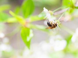 honing bij genieten van bloeiende kers boom Aan lief voorjaar dag foto