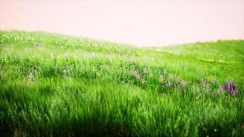 landschap visie van groen gras Aan helling Bij zonsopkomst foto