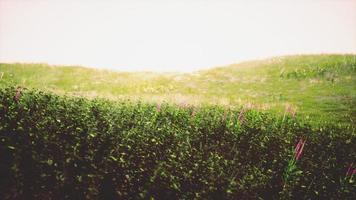 groen gras landschap met heuvels en blauw lucht foto