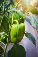 groen klok peper groeit Aan fabriek boom foto