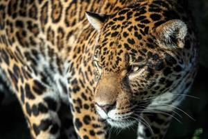 detailopname van een jaguar. panthera onca. foto