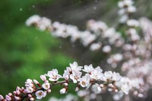 bloeiend kers twijgen met zon schittering. schoonheid in natuur. voorjaar achtergrond. foto
