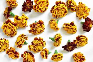 helder bloemen goudsbloem Aan een wit achtergrond. herfst patroon. tagetes. ontwerp element foto