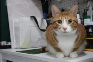 oranje gestreept klein katje zittend Aan tafel. de oranje gestreept kat leugens Aan de tafel en looks in de camera. een jong kat met geel ogen. foto