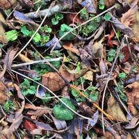 hoog resolutie naadloos structuur van een Woud grond met herfst bladeren en noten foto