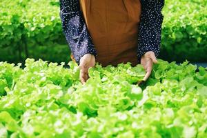 hydrocultuur groenten geoogst van hydrocultuur boerderijen vers groen eik salade groeit in de tuin, vrouw plukken hydrocultuur planten Aan water zonder bodem landbouw biologisch Gezondheid voedsel natuur foto