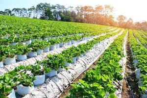 groen aardbei veld- met zonlicht, aardbei fabriek boerderij in pot, aardbei veld- voor oogst aardbeien tuin fruit aardbei fabriek boom in zomer foto