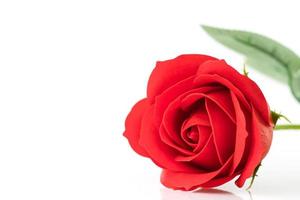 single rood plastic nep rozen Aan wit foto