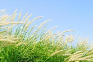 fourtain gras in de natuur agent blauwe lucht foto