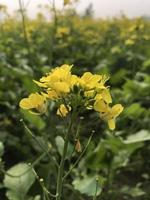 verkrachting fabriek in detail Aan veld- foto