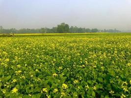 geel veld- verkrachting fabriek foto