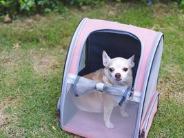 bruin kort haar- chihuahua hond zittend in huisdier vervoerder rugzak met geopend ramen, op zoek uit van de tas. foto