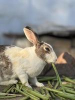 konijnen zijn aan het eten bruto foto