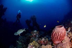 scuba duiker onderwater- in de buurt reusachtig spons in de oceaan foto