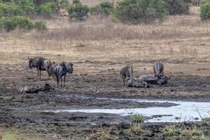 GNU in Kruger park zuiden Afrika drinken peul foto