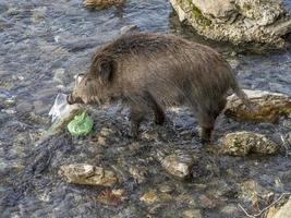 varkens koorts wild zwijn in Genua stad- bisagno rivier- stedelijk dieren in het wild op zoek voor voedsel in vuilnis foto