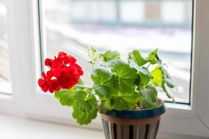 rood geranium bloemen in een pot Aan de vensterbank. zonlicht. mooi weinig bloem van geranium. huis tuinieren concept foto