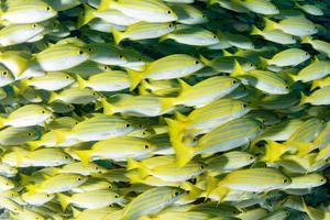 geel snapper lutjanidae terwijl duiken Maldiven foto