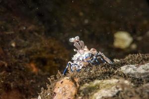 harlekijn garnaal hymenocera elegans picta dichtbij omhoog foto