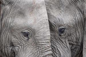olifant oog dichtbij omhoog in Kruger park zuiden Afrika foto