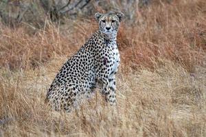 Jachtluipaard gewond in Kruger park zuiden Afrika foto