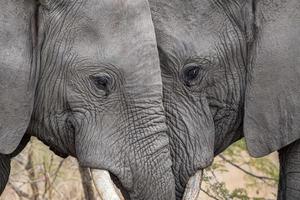 olifant spelen in Kruger park zuiden Afrika foto