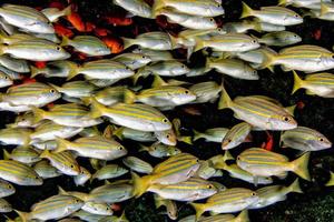 geel snapper lutjanidae terwijl duiken Maldiven foto