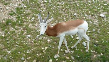 mannetje Indisch antilope antilope cervicapra foto