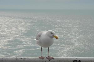 meeuw zittend Aan de traliewerk Larus marinus foto