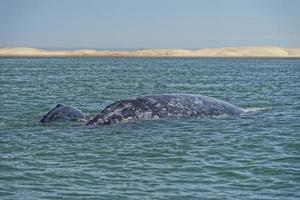 grijs walvis moeder en kalf foto