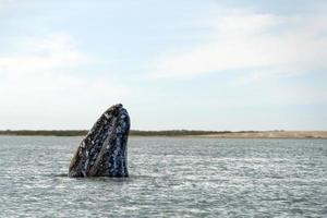 grijs walvis moeder neus- gaan omhoog foto