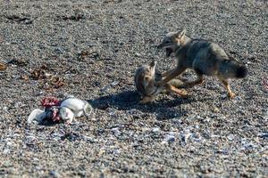 grijs vos aan het eten een pinguïn Aan de strand foto