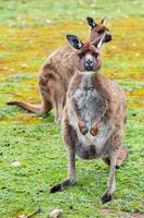 kangoeroe op zoek Bij u Aan de gras achtergrond foto