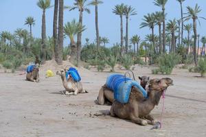 dromedaris kamelen in de buurt bedoeïenen oase foto