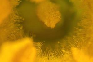 courgette geel bloem stamper courgette macro foto