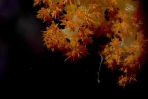 moeilijk koraal macro detail terwijl duiken in Indonesië foto