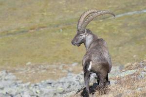 geïsoleerd steenbok hert lang toeter schapen Steinbock foto