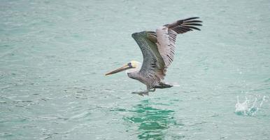 pelikaan terwijl vliegend foto