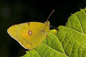 geel vlinder dichtbij omhoog portret Aan de rand van groen blad foto