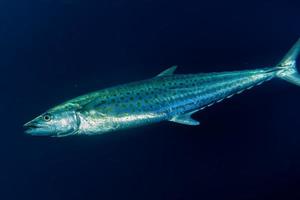 geelvintonijn tonijn onderwater- foto
