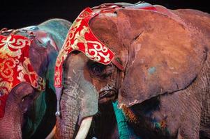 circus olifant dichtbij omhoog detail Aan de zwart foto