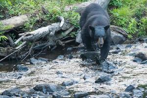 zwart beer terwijl kruispunt de rivier- foto
