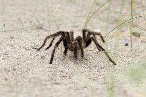 tarantula spin dichtbij Aan de zand achtergrond foto