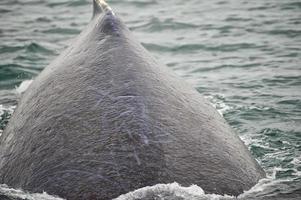 gebochelde walvis heel dichtbij terwijl gaan naar beneden in gletsjer baai Alaska foto