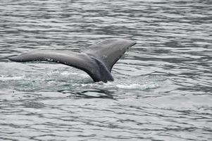 gebochelde walvis in Alaska foto