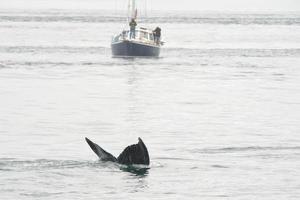 gebochelde walvis in Alaska foto