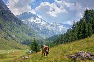 koe Aan de berg achtergrond foto