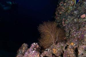 gorgonia koraal Aan de diep blauw oceaan foto