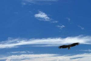 geïsoleerd adelaar vliegend Aan blauw lucht foto